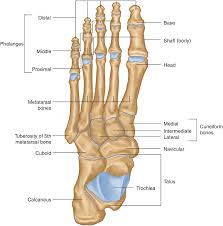 As the four other metatarsals bones it can be divided into three parts; Metatarsus Springerlink