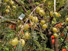 Image result for Phyllanthus gagnioevae