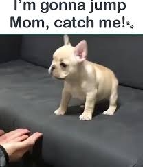 Omg So Cute Puppy Video In 2020 Cute Baby Animals Cute Dogs Funny Dogs