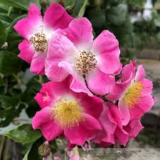 Rosa 'american pillar' систематика род шиповник (rosa) классы гибриды розы вишурана сорт 'american. American Pillar Ramblerrosen