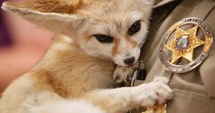 Fennec Fox Kits! - Zooborns