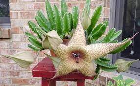 You now know the basics for how to care for a cactus. Starfish Cactus Is Weird Huge Smelly And Very Neat Carrion Flower Cactus Cactus Flower