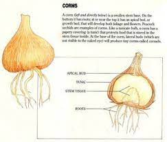 Parts Inside Of A Corm Spring Bulbs Orchids Bulb