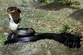 Forest Cobra Snake All About Snake Pictures Cobra Snake Snake King Cobra Snake
