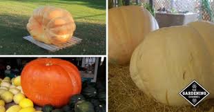 How To Grow Giant Pumpkins The Ultimate Guide Gardening Channel