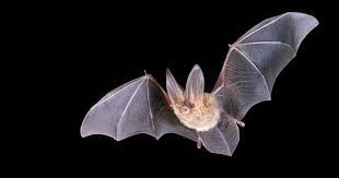 Bats of the Central Coast | Los Padres ForestWatch
