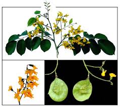 Image result for Pterocarpus indicus