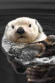 Sea Otter Print Cute Animal Photography Animal Print Otter Art Sea Otter Photography Otters Cute Cute Animal Pictures Wild Animals Photography