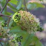 Image result for Brachystegia spiciformis