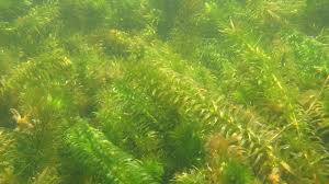 Image result for Elodea