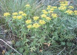 Image result for Euphorbia depauperata