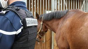 Normandie: Arrêté! Suspect des Attaques Horribles sur Chevaux Jugé Bientôt! - Imagen principal del artículo