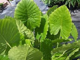 Next post small cactus succulentnext ». Full Shade Low Light Plants Florida Nursery Mart