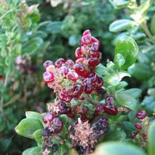 Image result for Rhagodia