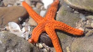 Estrella De Mar Caminando Estrella De Mar Mar Estrellas