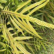 Image result for Microsorum scolopendria