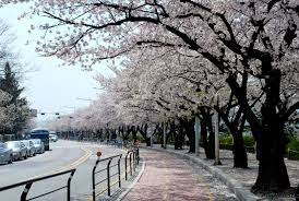 Korea selatan adalah negara kecil yang memiliki empat musim yang terdiri dari musim panas, musim gugur, musim dingin, dan musim semi. Cherry Blossom Jinhae Gunhangje Festival South Korea Ginormous Nature