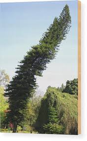 Image result for Araucaria columnaris