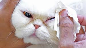 We did not find results for: Infeksi Mata Bisa Menyebabkan Kucing Belekan Ragam Bola Com