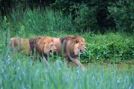 Book online, pay at the hotel. Africke A Lvi Safari