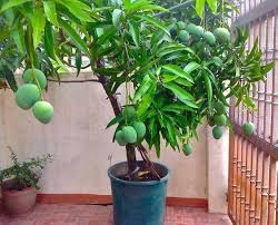 Padahal, untuk budidaya dengan kapasitas besar, kita memerlukan tiang yang cukup kuat untuk menopangnya. 5 Fakta Tabulampot Metode Bertanam Buah Dalam Pot Yang Bisa Kamu Coba