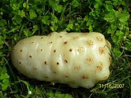 Black And White Striped Caterpillar With Yellow Sides Pin On Tropical Fruit