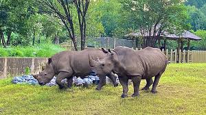A video and audio walk through the riverbanks zoo and garden in columbia, south carolina, which features animals, fish, birds and reptiles as well as a. Riverbanks Zoo Celebrates 47th Birthday Sunday Wltx Com