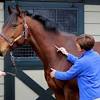 If the horse gets a wound and it has been more than six months since his last booster, he should have another. 1