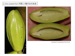 Image result for Cardiopteridaceae