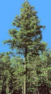 Image 0 Tree Seeds Hemlock Palm Tree Pictures