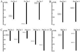 Berbagai komentar terhadap kebangkitan dan kejatuhan seorang tokoh disampaikan. Chromosomal Location Of Ein3 Eil Genes In The Genomes Of Strawberry Download Scientific Diagram