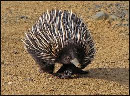My Favourite Thing About Echidnas Is The Way They Walk Echidna Australian Animals Cute Baby Animals