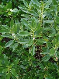 Image result for Myoporum laetum