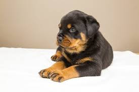 Check spelling or type a new query. Royal Dogs Royaldogs10 Twitter