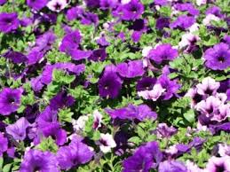 If your petunias start to flag or grow leggy, cut them back and fertilize them. Caring For Wave Petunia Tips For Growing Wave Petunias