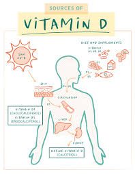 The Clever Case of Vitamin D – Pure Synergy