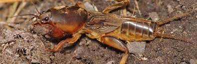 What is a mole cricket? European Mole Cricket Gryllotalpa Gryllotalpa Nexles