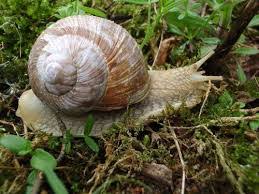 Hommes Femmes Astuce Pour Le Nettoyage Et La Preparation Des Escargots Abidjantv Net