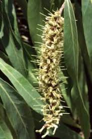 Image result for Faurea rochetiana