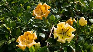 Image result for Solandra maxima