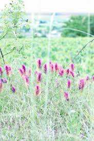 Maybe you would like to learn more about one of these? Plant Pink Flowers On Green Grass Field During Daytime Grass Image Free Stock Photo