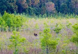 Hotels in der nähe von brooker creek preserve, tarpon springs: Brooker Creek Preserve Gfbwt