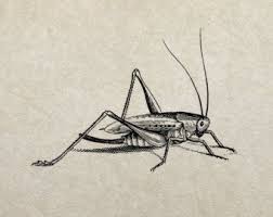 Cricket Insect Etsy Insect Tattoo Cricket Insect Insect Art