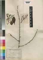 Image result for Agelanthus sansibarensis