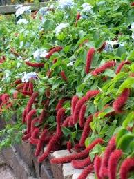 Image result for Acalypha polymorpha