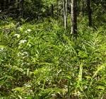 Image result for Equilabium selukwense