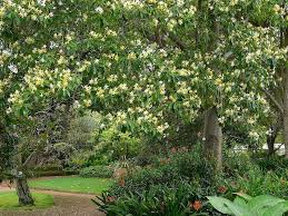 Image result for Hymenosporum