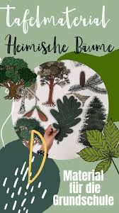 Tafelmaterial Heimische Baume Laubbaume Nadelbaume Bild Textkarten Realienkarten In 2020 Laubbaum Heimische Baume Heimisch