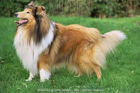 Image result for domestic dog