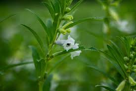 Image result for Pedaliaceae